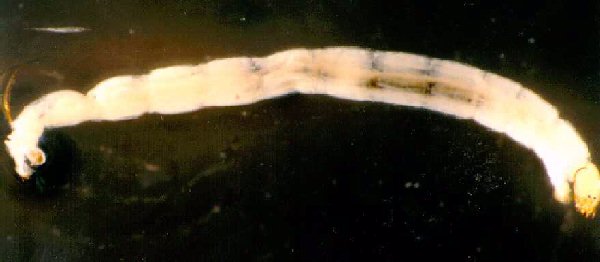 [midge fly.jpg]
