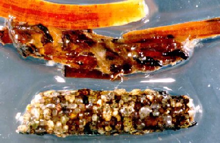 caddisfly houses